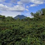 Guatemala Cipresales Huehuetenango